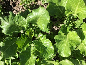 Green Glaze Collards