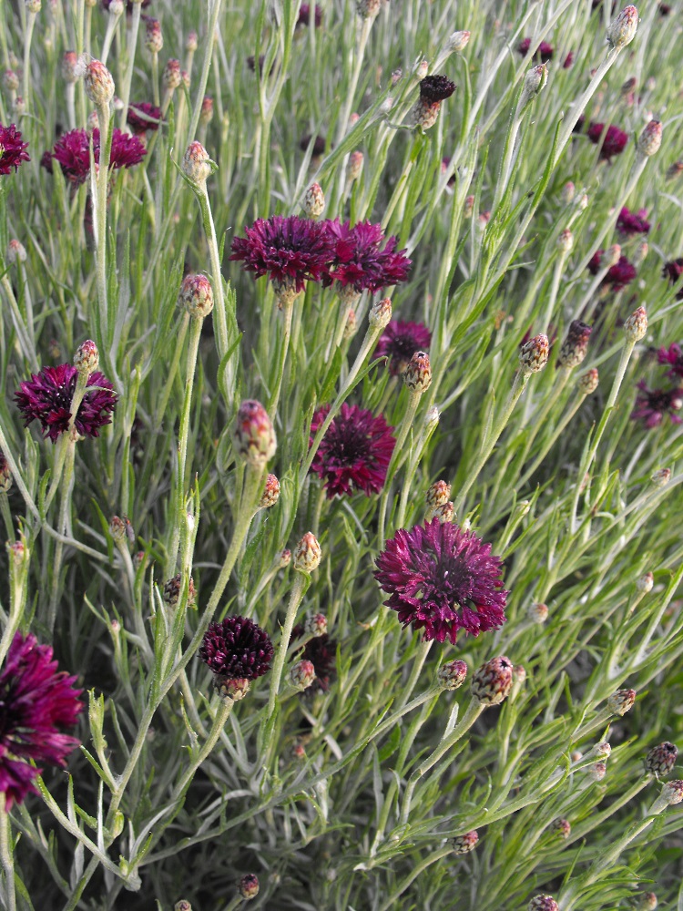 Black Ball Bachelor Buttons are easy to grow from seeds