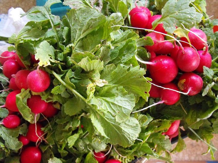 RADISHES - Meadowlark Hearth